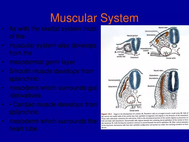 muscular system