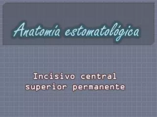 anatom a estomatol gica