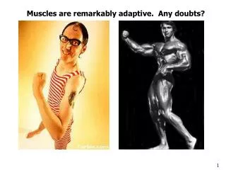 Muscles are remarkably adaptive. Any doubts?