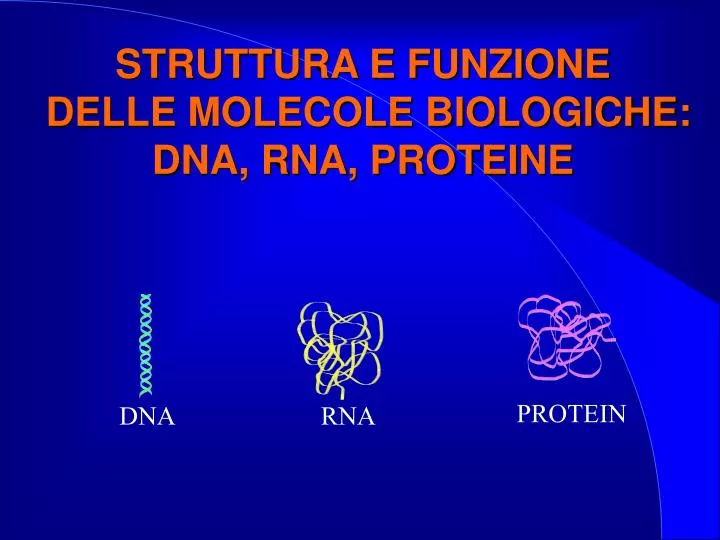 struttura e funzione delle molecole biologiche dna rna proteine