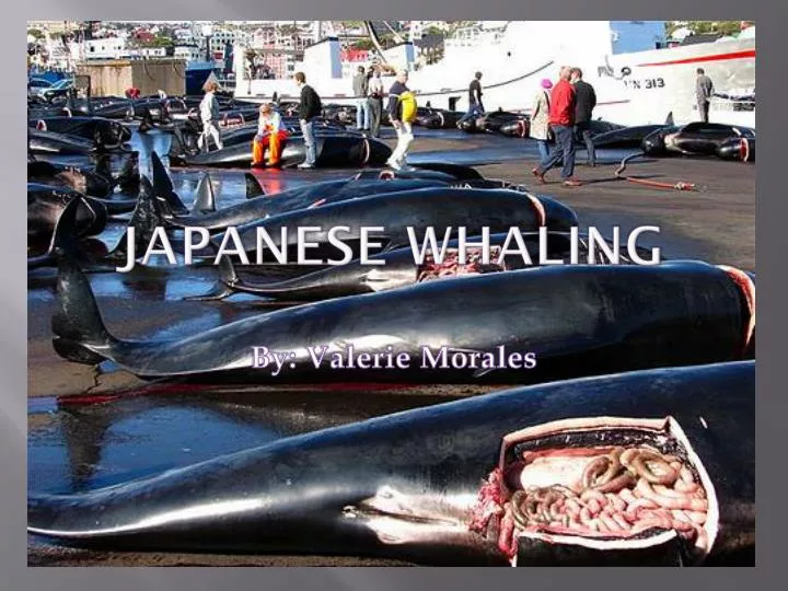 japanese whaling