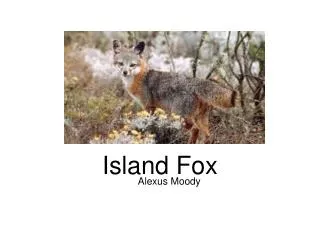 Island Fox