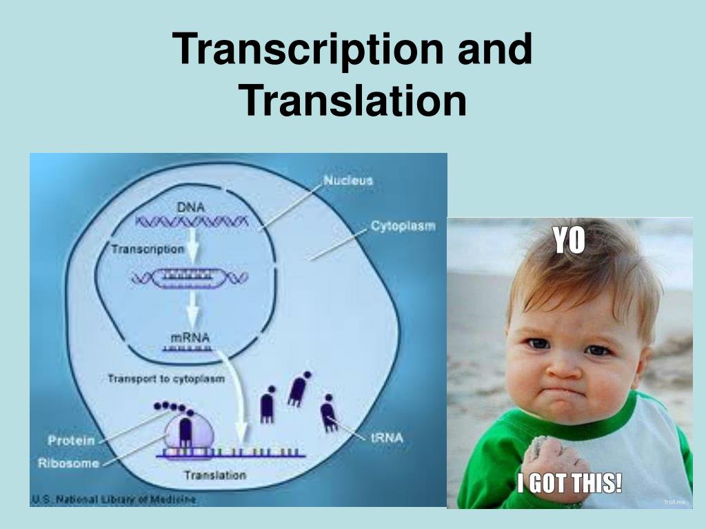 PPT - Transcription and Translation PowerPoint Presentation, free ...