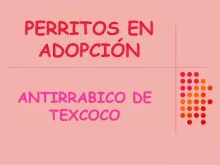 perritos en adopci n