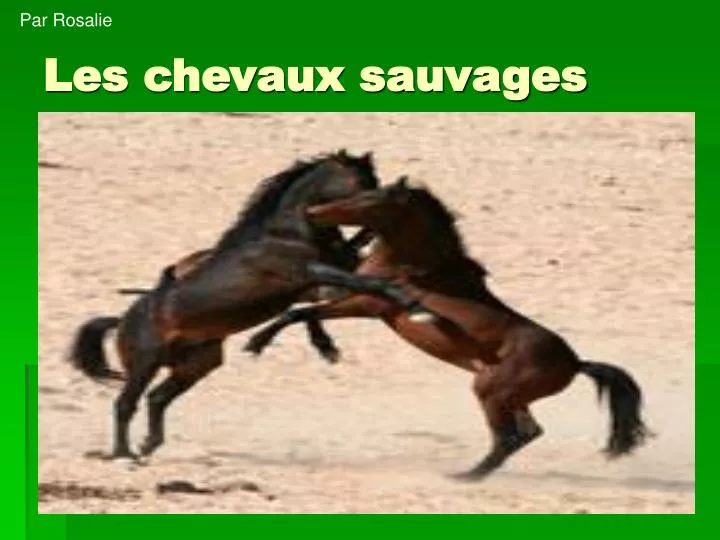 les chevaux sauvages