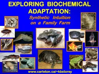 EXPLORING BIOCHEMICAL ADAPTATION: Synthetic Intuition on a Family Farm