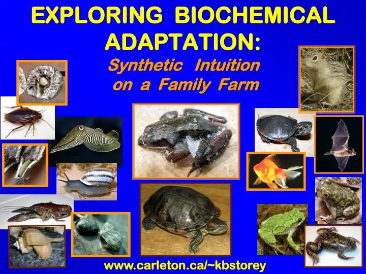 exploring biochemical adaptation synthetic intuition on a family farm