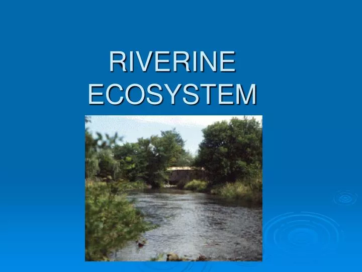 riverine ecosystem