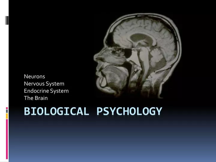 neurons nervous system endocrine system the brain