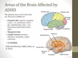 Areas of the Brain Affected by ADHD
