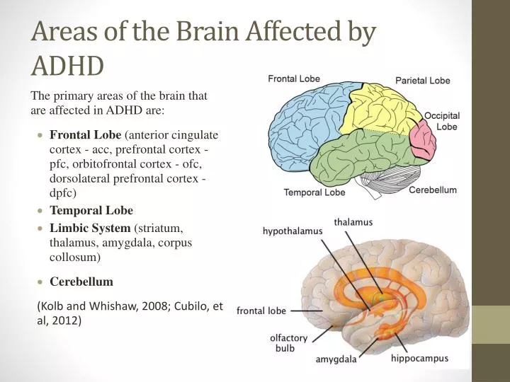 areas of the brain affected by adhd