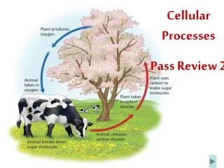 Cellular Processes Pass Review 2