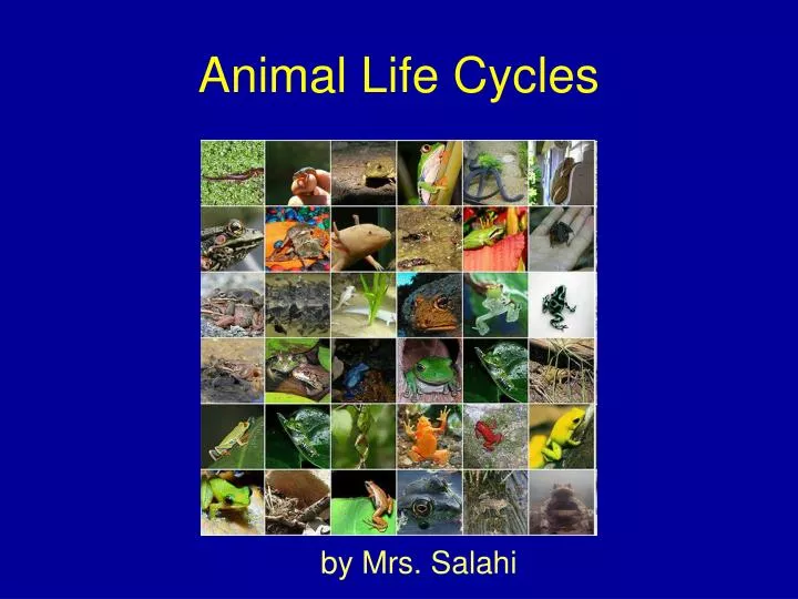 animal life cycles
