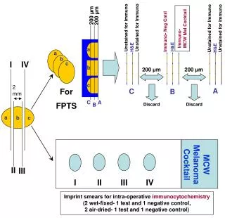 Imprint smears for intra-operative immunocytochemistry