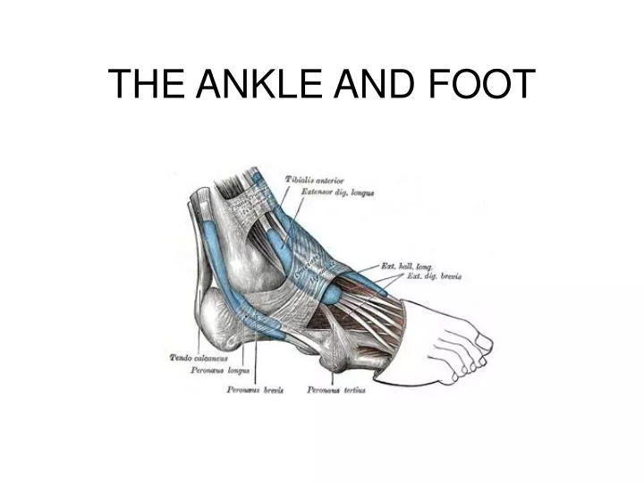 the ankle and foot