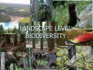 LANDSCAPE LEVEL BIODIVERSITY