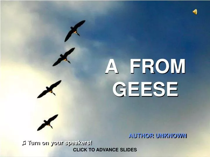 a from geese