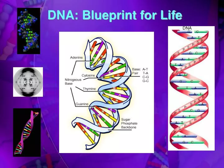 dna blueprint for life