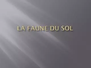 la faune du sol