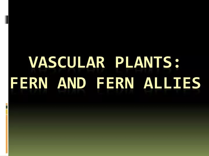 vascular plants fern and fern allies