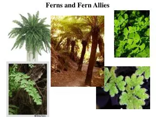 Ferns and Fern Allies