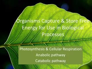 Organisms Capture &amp; Store Free Energy for Use in Biological Processes
