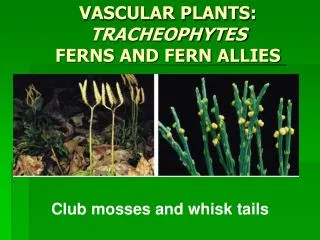 VASCULAR PLANTS: TRACHEOPHYTES FERNS AND FERN ALLIES