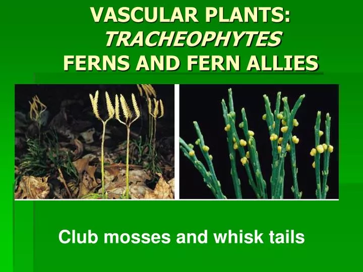 vascular plants tracheophytes ferns and fern allies