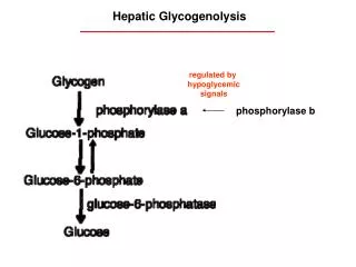 Hepatic Glycogenolysis