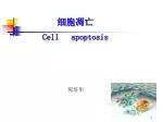细胞凋亡 Cell apoptosis - slide 1