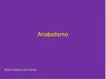 Anabolismo - slide 1