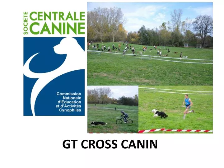 gt cross canin