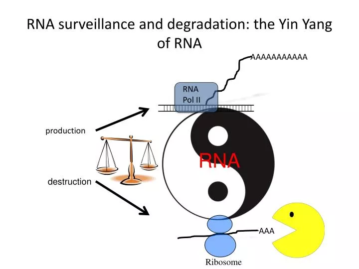 rna surveillance and degradation the yin yang of rna