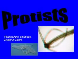 Protists