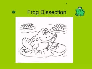 frog dissection