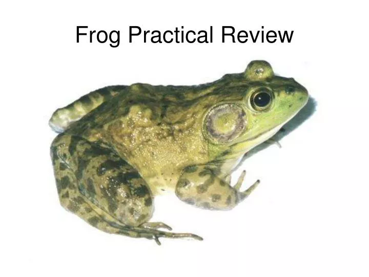 frog practical review