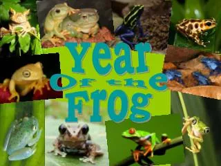 Year Of the Frog