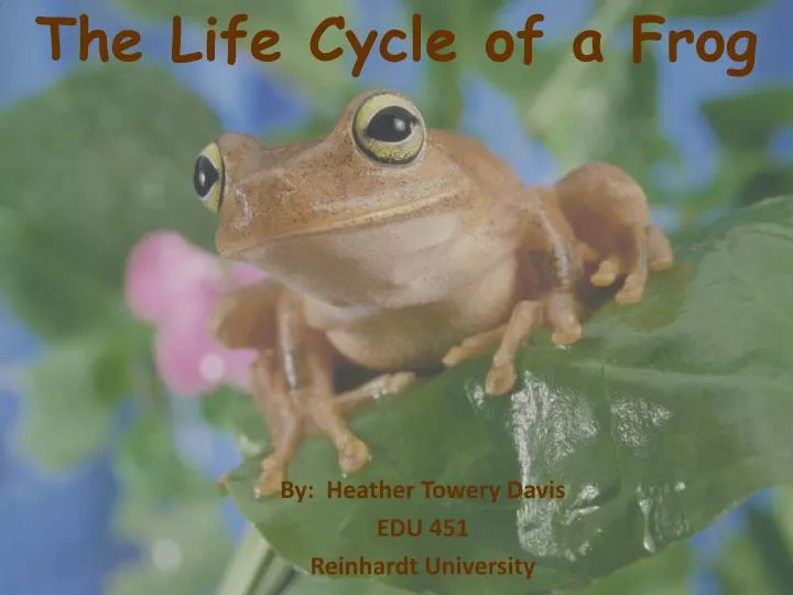 the life cycle of a frog