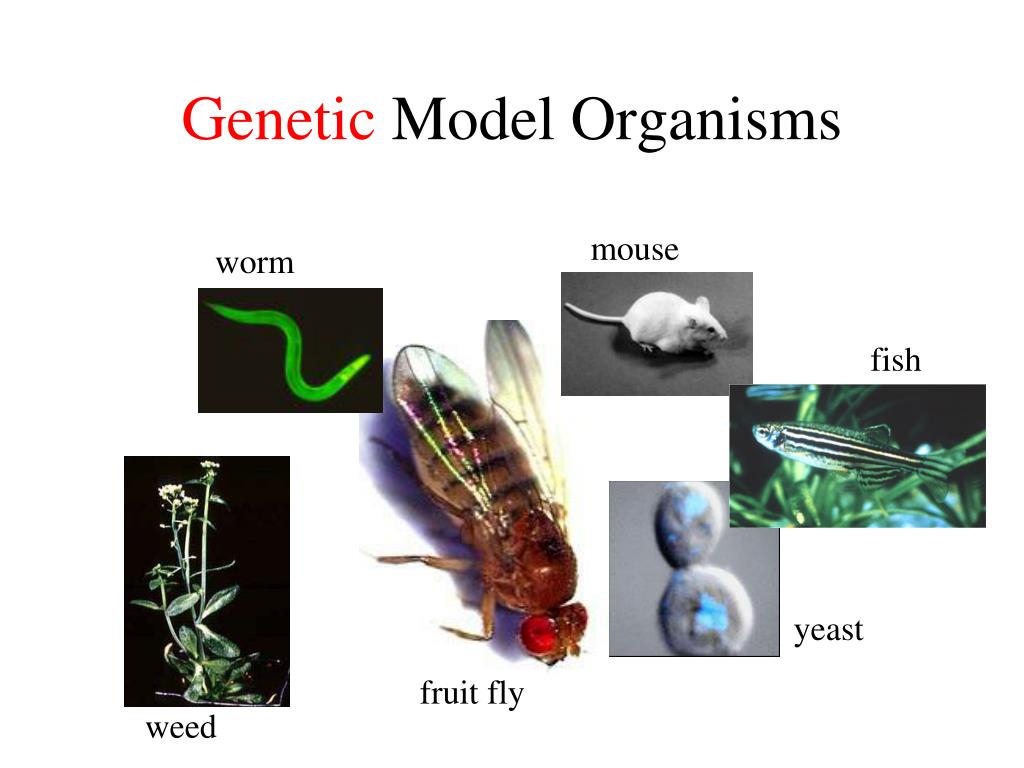 PPT - Genetic Model Organisms PowerPoint Presentation, free download ...