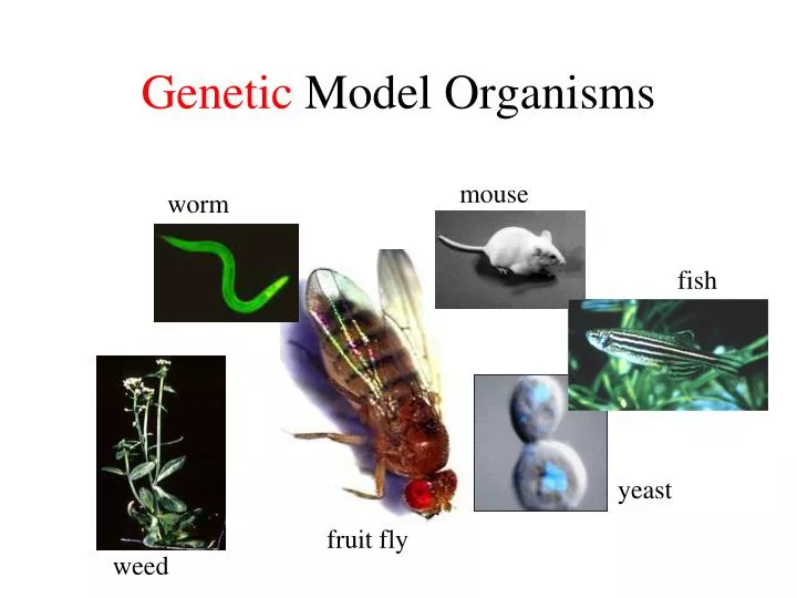 genetic model organisms