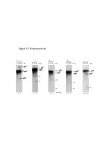 RNA Processing Mechanisms: Insights from Fukumura et al. Study - slide 1