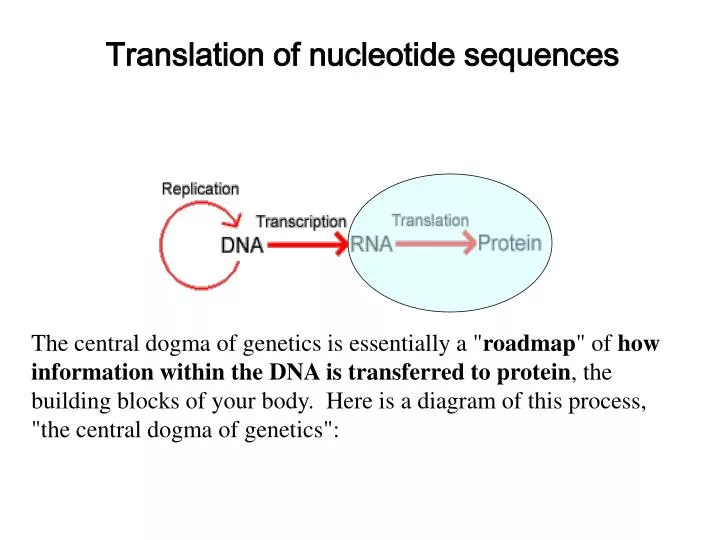 translation of nucleotide sequences