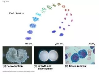 fig 12 2