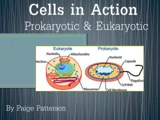Cells in Action