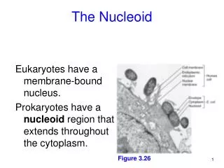 The Nucleoid