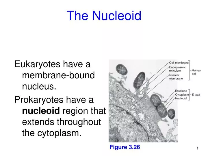 the nucleoid