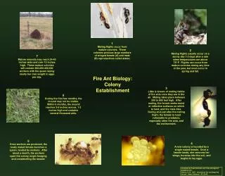 Fire Ant Biology: Colony Establishment