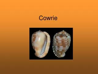 cowrie