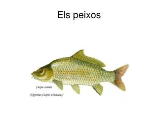 els peixos