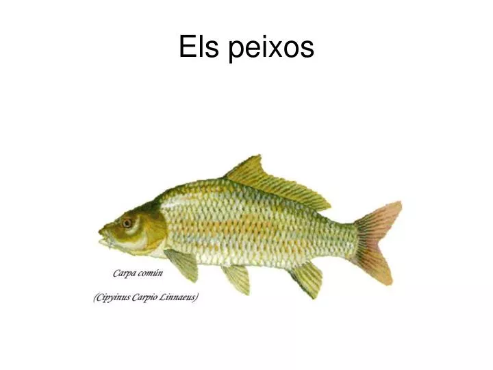 els peixos